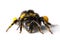 Bumblebee / Bombus terrestris