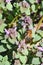 Bumblebee - bombus terrestris collects pollen from a Blooming Lamium maculatum Roseum