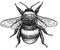 Bumblebee bombus terrestris illustration, drawing, engraving, ink, line art, vector