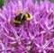 Bumblebee - bombus terrristris - on Allium blossom.