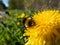 Bumblebee (Bombus) on yellow dandelion (Lion\\\'s tooth) flower in sunlight among green vegetation with