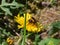 Bumblebee (Bombus) on yellow dandelion (Lion\\\'s tooth) flower in sunlight among green vegetation with