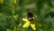 Bumblebee is on bright yellow hypericum flowers, slow motion