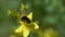 Bumblebee is on bright yellow hypericum flowers, slow motion