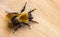 The Bumblebee or Bumble Bee & x28;Bombus terrestris& x29; is important pol