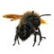 The Bumblebee or Bumble Bee Bombus terrestris isolated on white. 3D illustration