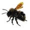 The Bumblebee or Bumble Bee Bombus terrestris isolated on white. 3D illustration