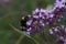 Bumblebee bumble bee humble Bombus Apidae Violet flower
