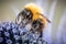 Bumblebee - bumble bee - macro - closeup