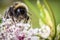 Bumblebee - bumble bee - text space - macro - closeup