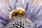 Bumblebee , bumble bee - working purple flower - side view