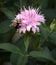 Bumblebee Busy on Pink Bee Balm Monarda