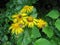 Bumblebee and butterflies on bright yellow flowers on a green background on a summer day