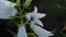 Bumblebee on Campanula flower