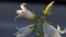 Bumblebee on Campanula flower