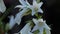 Bumblebee on Campanula flower