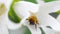 Bumblebee on Campanula flower