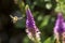 Bumblebee caught in flight near a salvia flower, New Hampshire