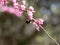 Bumblebee Clinging to a Pink Flower on an Eastern Redbud Tree in Springtime