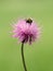 Bumblebee closeup image