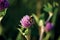 Bumblebee on clover flower, macro closeup, large detailed horizontal meadow shot