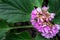 Bumblebee on a clump forming pink Bergenia cordifolia