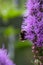 A bumblebee collect pollen on a purple flower liatris