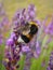 Bumblebee collecting flower dust on lavender