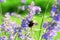 Bumblebee collecting flower pollen. Flowers of Nepeta cataria catnip, catswort, catmint. Floral background