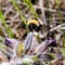 Bumblebee collecting nectar