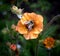 Bumblebee collecting nectar from a bright orange poppy flower with poppies and a soft green background