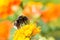 Bumblebee collecting nectar on a lantana camara flower