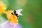 Bumblebee collecting nectar on a lantana camara flower