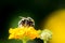 Bumblebee collecting nectar on a lantana camara flower