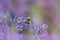 Bumblebee collecting nectar on a lavender blossom