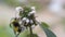 Bumblebee collecting nectar or pollen on flowering motherwort