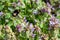 Bumblebee collecting nectar pollen from red dead nettle flowers in early spring