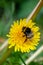 Bumblebee collecting nectar pollen from yellow dandelion wild flower