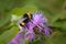 Bumblebee collecting nectar on a violet flower of sow-thistle