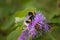 Bumblebee collecting nectar on a violet flower of sow-thistle