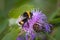 Bumblebee collecting nectar on a violet flower of sow-thistle