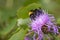 Bumblebee collecting nectar on a violet flower of sow-thistle