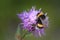 Bumblebee collecting nectar on a violet flower of sow-thistle