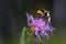 Bumblebee collecting nectar on a violet flower of sow-thistle