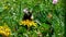 Bumblebee collecting pollen, close up