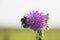 Bumblebee Collecting Pollen on a Purple Thistle.