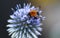 Bumblebee collecting pollen from a thistle