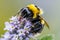 Bumblebee collecting pollen from violet flowers