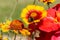 Bumblebee collecting on yellow common blanketflower Gaillardia aristata flowers