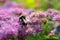 Bumblebee collects flower nectar of pink spirea